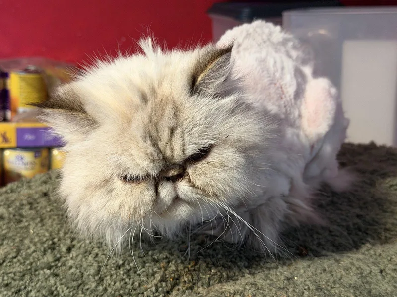 Missy Declaw thumbnail 3