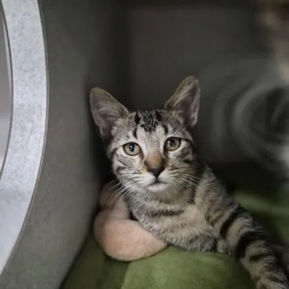 A baby small-sized female Domestic Short Hair cat named Alice for adoption in Sacramento, CA