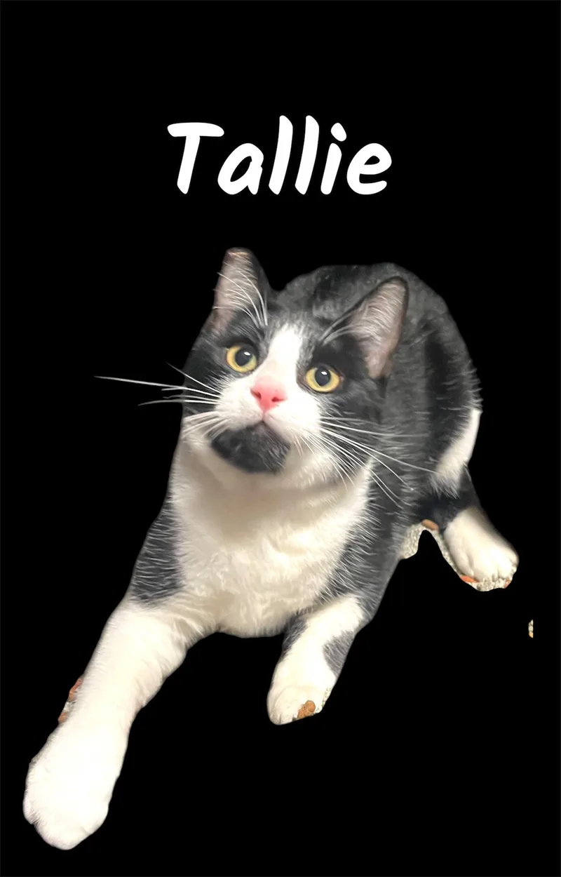 A young small-sized female Black Domestic Short Hair cat named Tallie for adoption in Auburn, CA