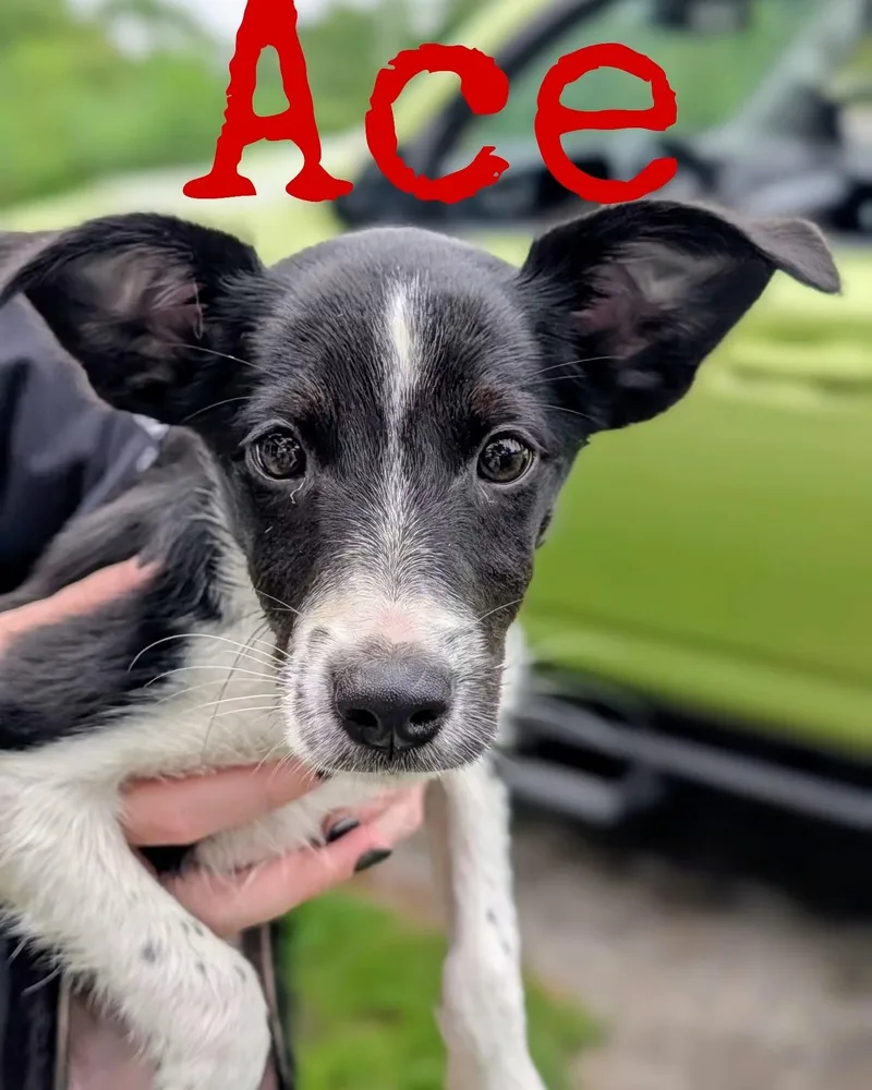 Ace