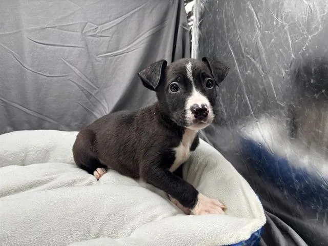 An adult small-sized male Labrador Retriever dog named Mario for adoption in Appling, GA