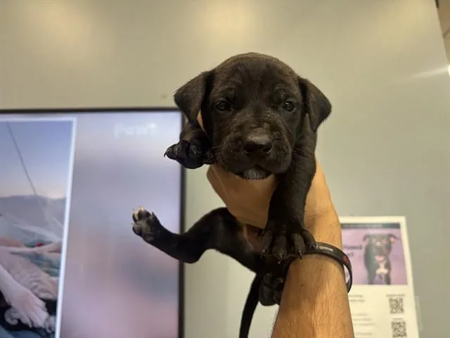 A baby small-sized male Pit Bull Terrier dog named Maryland for adoption in Garland, TX
