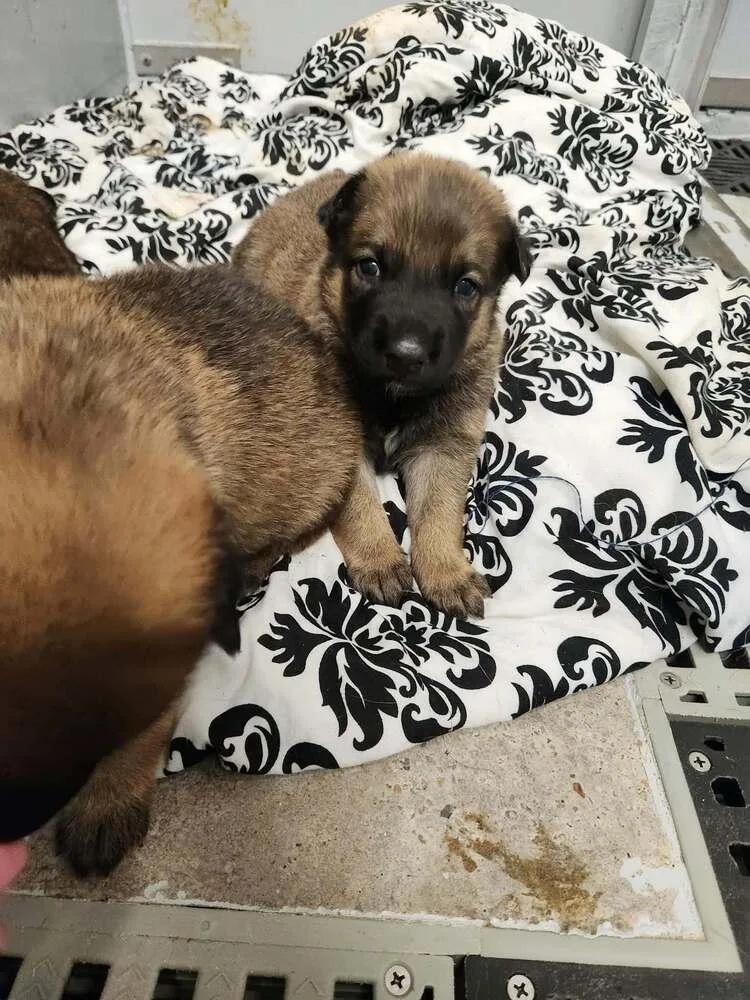 A baby small-sized male Tricolor (Brown, Black, & White) Belgian Shepherd / Malinois dog named Pumpkins Litter Leaf for adoption in Imlay City, MI