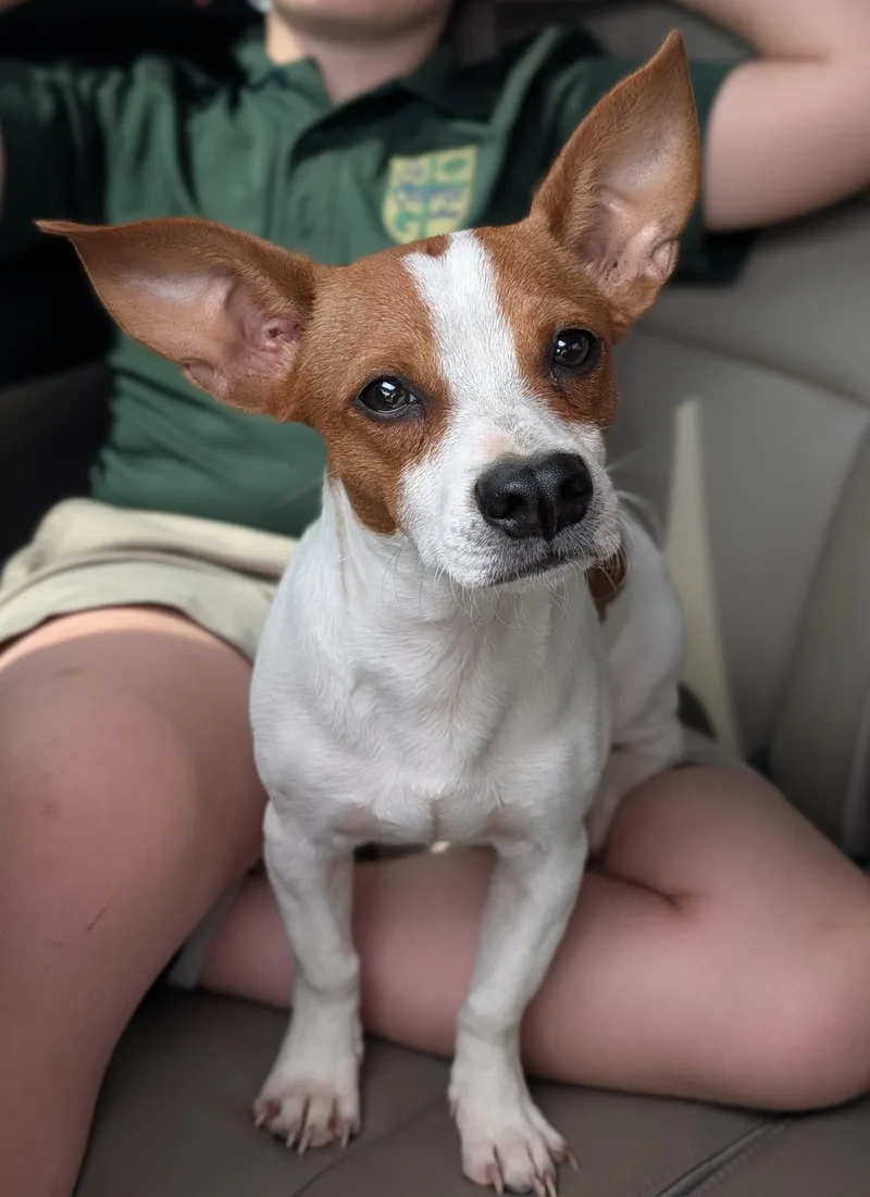A baby small-sized male White / Cream Chiweenie dog named Cornelius for adoption in Baton Rouge, LA