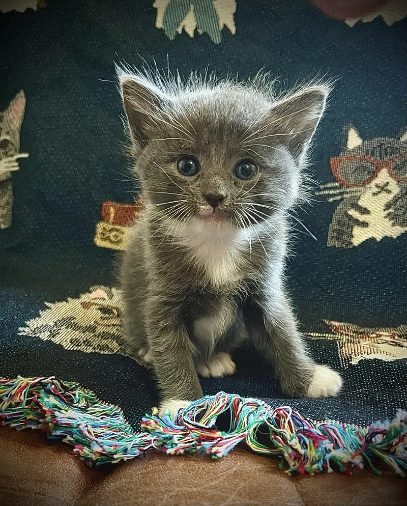 A baby small-sized male Domestic Short Hair cat named Maximillion for adoption in South Pasadena, CA