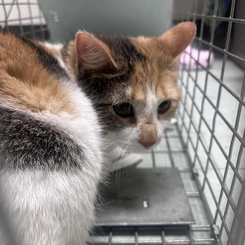 An adult medium-sized female Calico Domestic Short Hair cat named Cinnamon for adoption in Philadelphia, PA