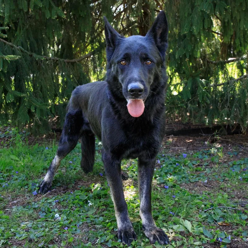 An adult large-sized male Black German Shepherd Dog dog named Palmer for adoption in Versailles, KY