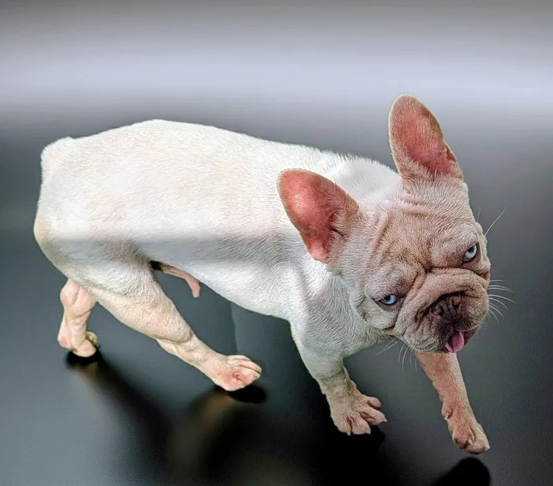 An adult small-sized female French Bulldog dog named Maja for adoption in Fort Myers, FL