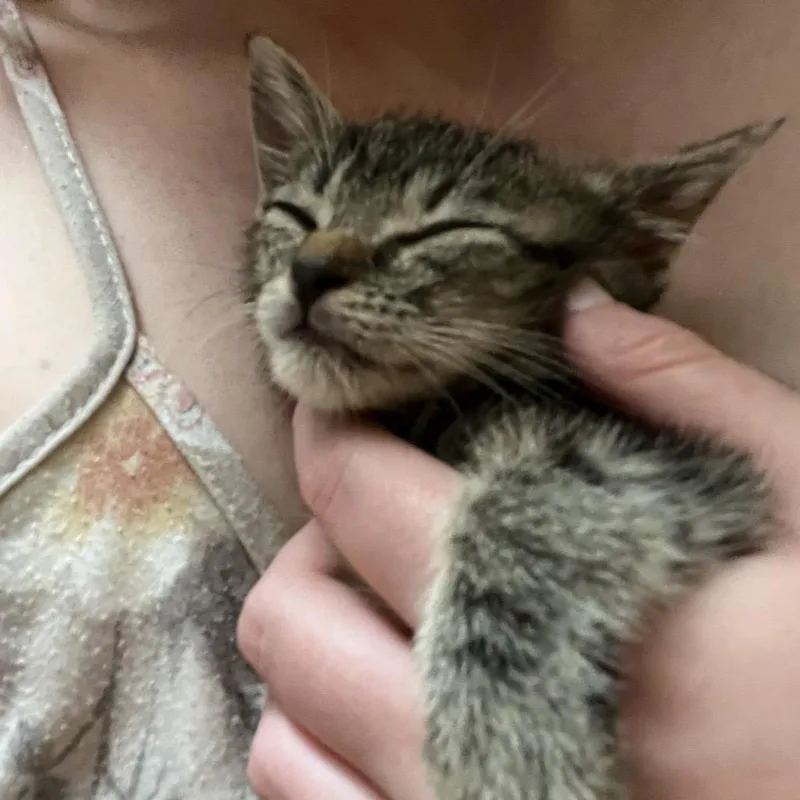 A baby small-sized male Brown / Chocolate Domestic Short Hair cat named Cheshire for adoption in Perkiomenville, PA
