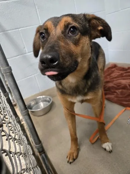 A young medium-sized female Shepherd dog named Special Agent Toy Defluffer for adoption in Millersville, MD