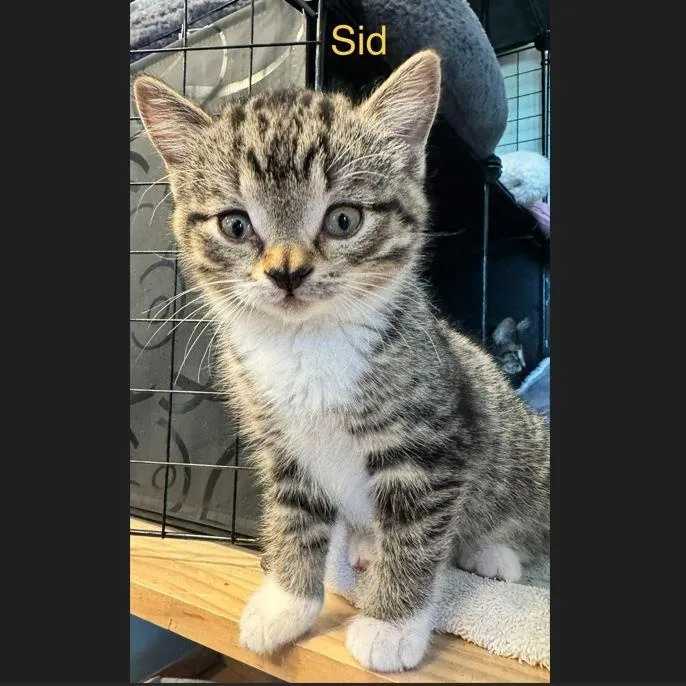Sid thumbnail 2