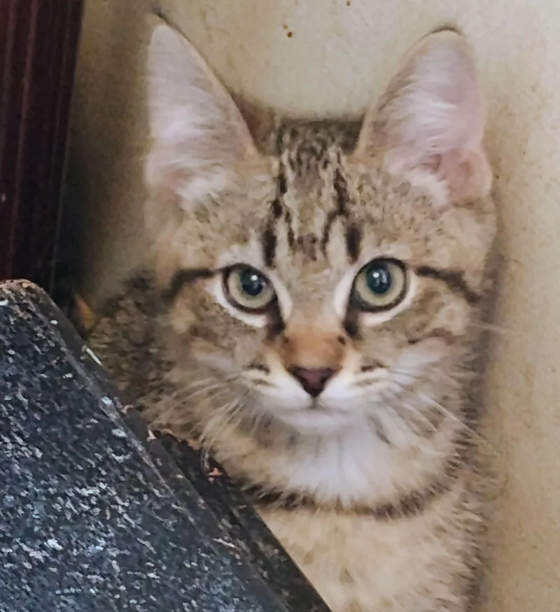 A young medium-sized male Domestic Short Hair cat named Milton for adoption in Williamsburg, VA