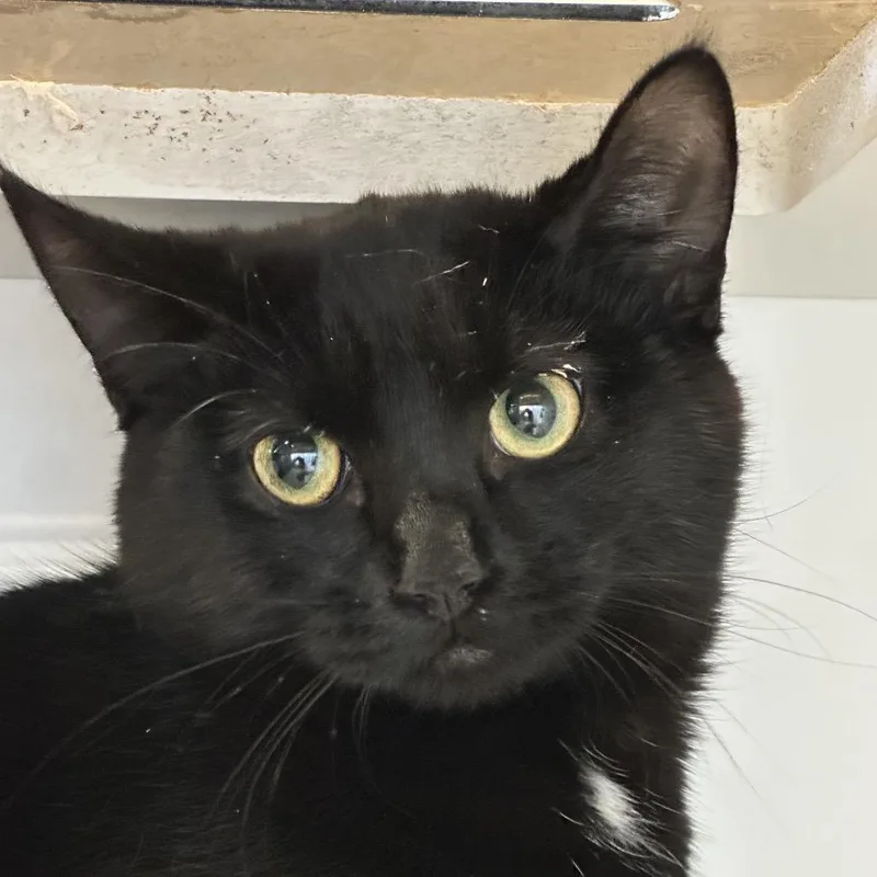 A young medium-sized female Black Domestic Short Hair cat named Sue for adoption in Park City, UT