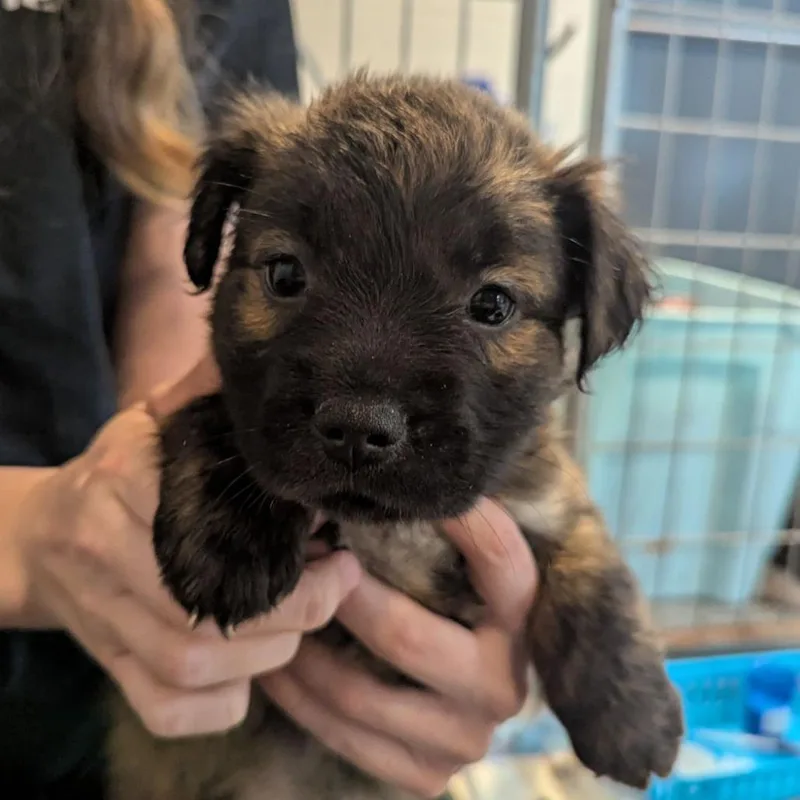 A baby large-sized female Brindle Mixed Breed dog named Ranch for adoption in Ocala, FL