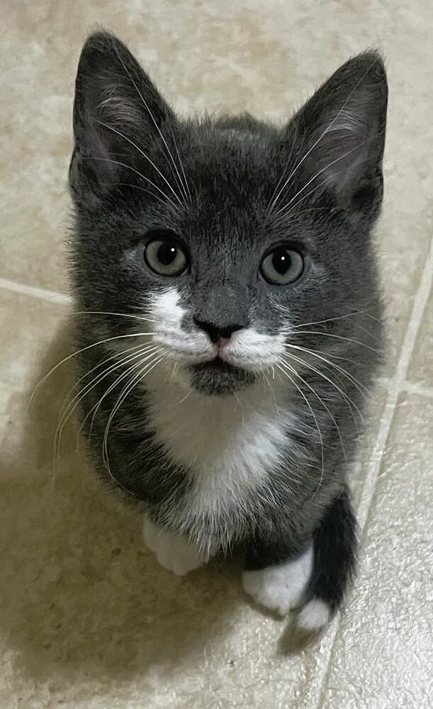 A baby medium-sized male Gray & White Domestic Short Hair cat named Razzle for adoption in Lafayette, CO