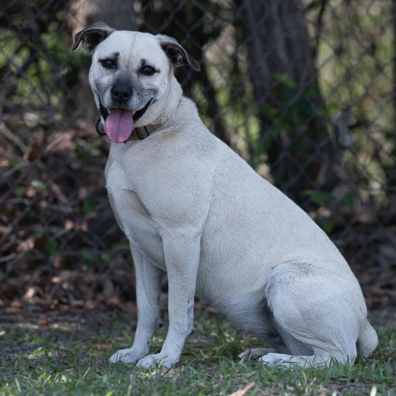 An adult medium-sized female Yellow / Tan / Blond / Fawn Black Mouth Cur dog named Topanga for adoption in BONIFAY, FL