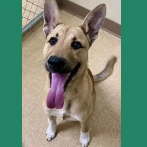 A young medium-sized male Yellow / Tan / Blond / Fawn German Shepherd Dog dog named Peanut for adoption in St. Augustine, FL