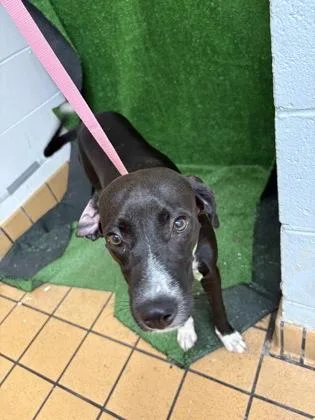 A baby medium-sized female Hound dog named Kara for adoption in Gainesville, FL