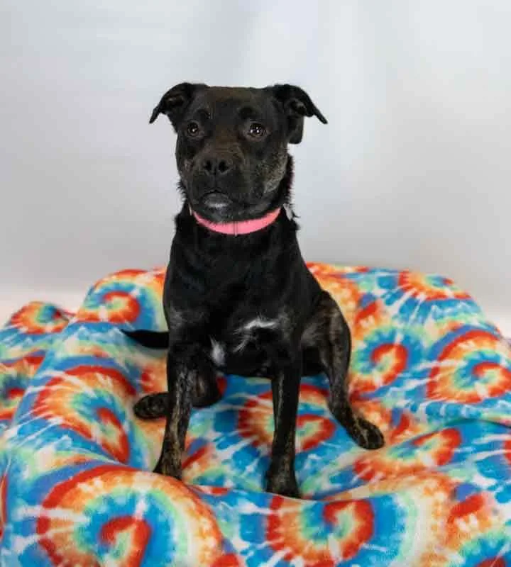 An adult medium-sized female Beagle dog named Vivian for adoption in Kennesaw, GA