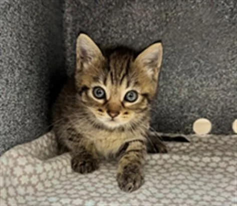 A baby small-sized female Domestic Short Hair cat named Herbie Kay for adoption in Naples, FL