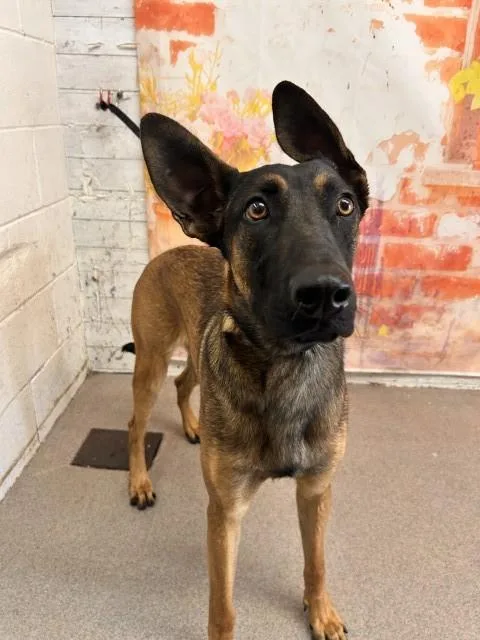 A young large-sized male Belgian Shepherd / Malinois dog named Luke for adoption in San Bernardino, CA
