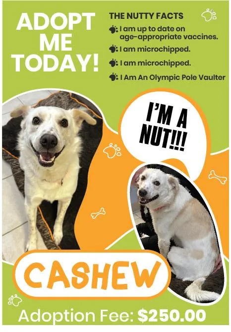 An adult medium-sized male Apricot / Beige Cattle Dog dog named Cashew for adoption in Gardner, MA
