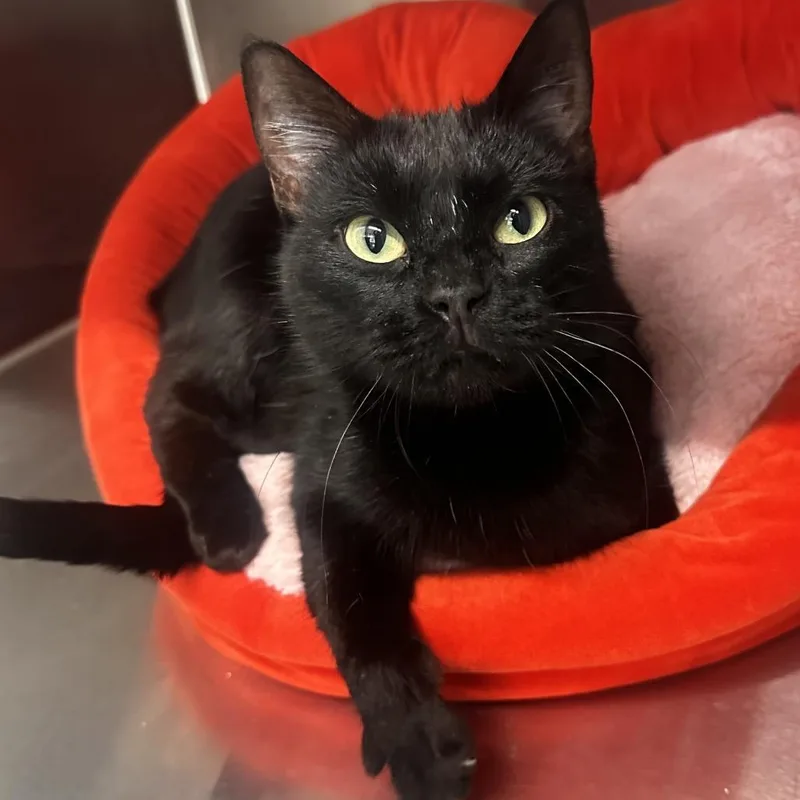 A young medium-sized female Black Domestic Short Hair cat named Elvira for adoption in Port Neches, TX