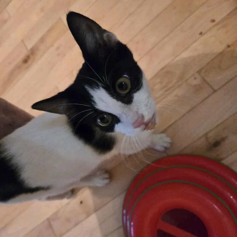 A baby medium-sized male Black Domestic Short Hair cat named Bailey for adoption in Houston, TX