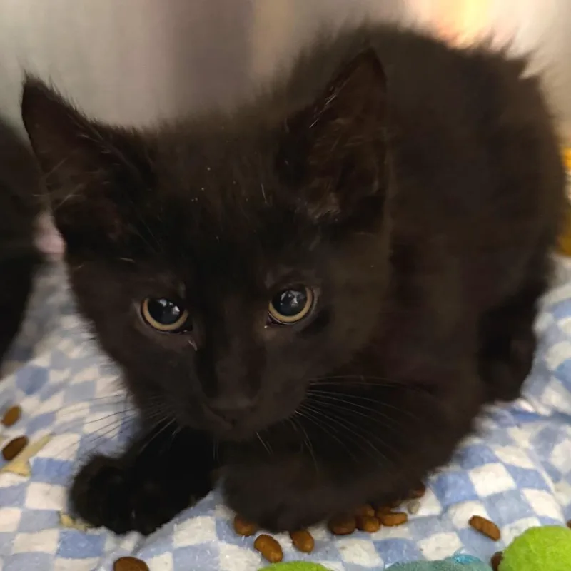 A baby small-sized female Black Domestic Medium Hair cat named Boo for adoption in Belleville, IL