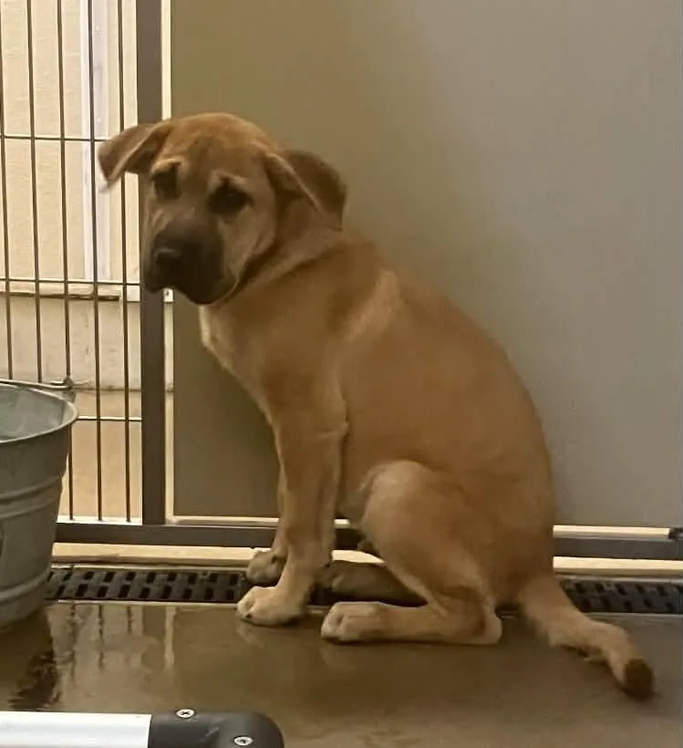 A baby large-sized male Yellow / Tan / Blond / Fawn Mastiff dog named Mika for adoption in Springfield, IL