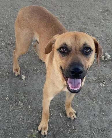 A young large-sized male Red / Chestnut / Orange Rhodesian Ridgeback dog named Santi Urgent And for adoption in Thousand Oaks, CA