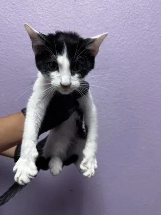 A baby small-sized female Black Domestic Short Hair cat named 61437087 for adoption in El Paso, TX