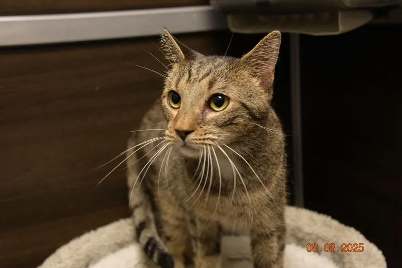 A young medium-sized male American Shorthair cat named Tito for adoption in Naples, FL