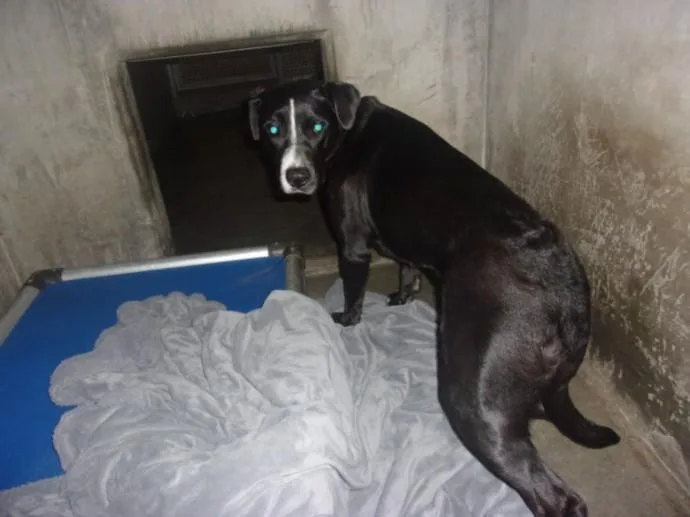 A young medium-sized female Labrador Retriever dog named Gina for adoption in Van Nuys, CA