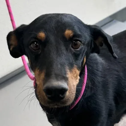 A young large-sized female Cattle Dog dog named Starlight for adoption in Phoenix, AZ