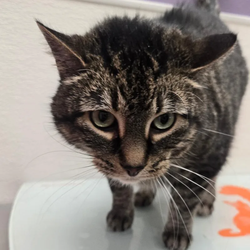 An adult extra large-sized male Brown / Chocolate Domestic Short Hair cat named Leo for adoption in Albuquerque, NM