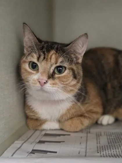 An adult large-sized female Domestic Short Hair cat named Rainbow for adoption in Westland, MI