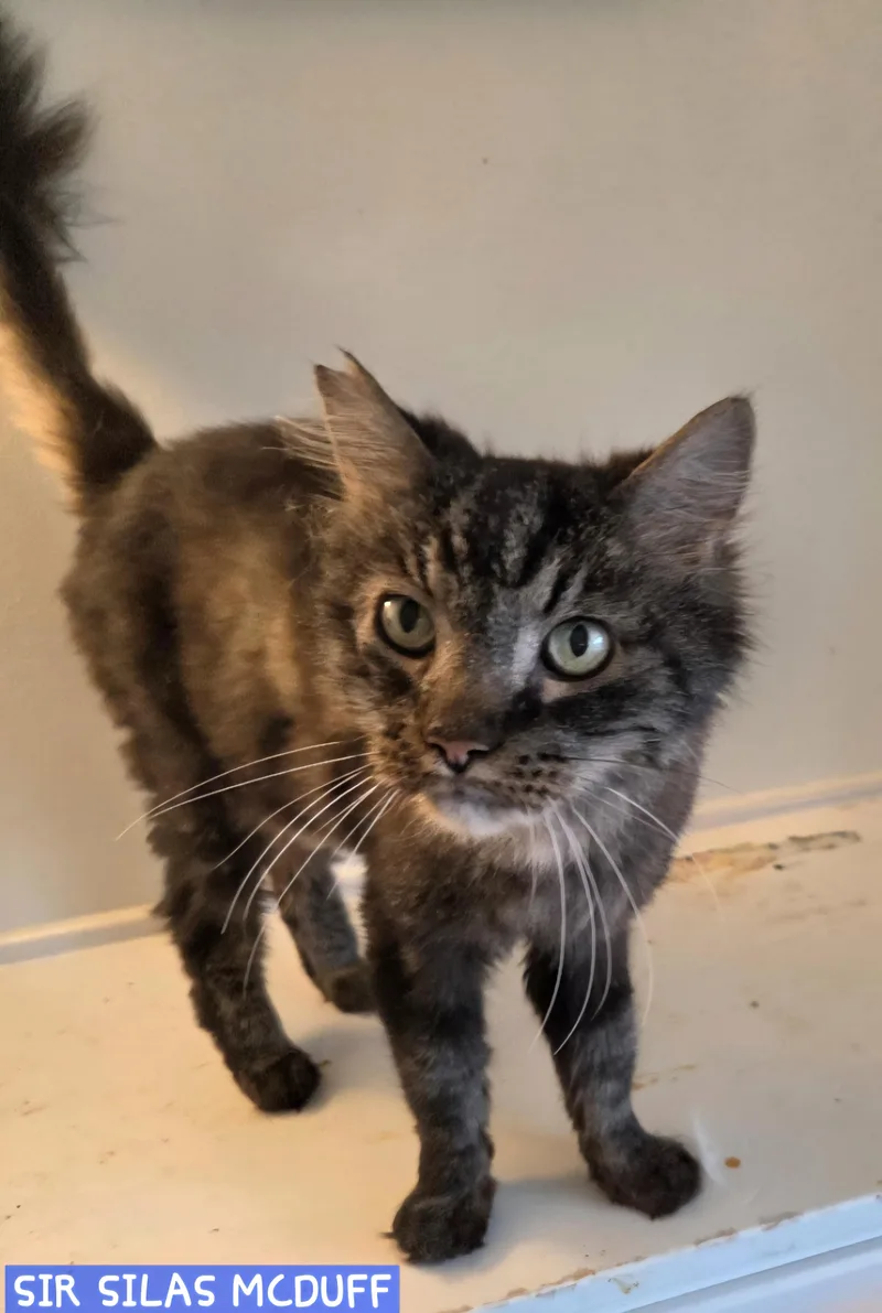 An adult large-sized male Domestic Short Hair cat named Sir Silas McDuff for adoption in Buhl, ID