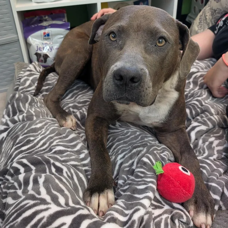 An adult medium-sized female Brindle American Staffordshire Terrier dog named Sadie for adoption in Emporia, KS