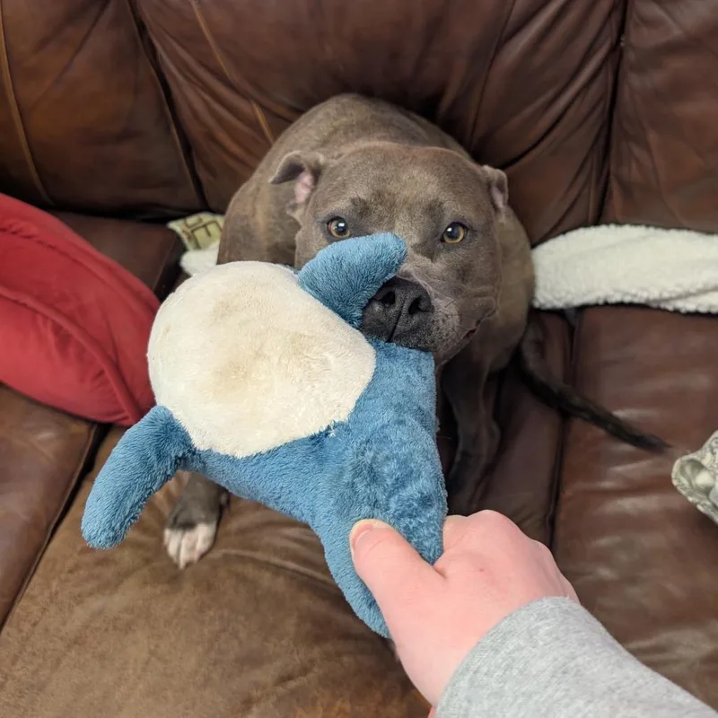 Sadie thumbnail 3