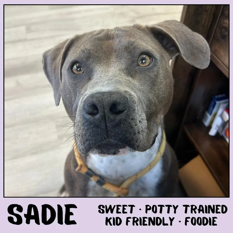 Sadie thumbnail 6