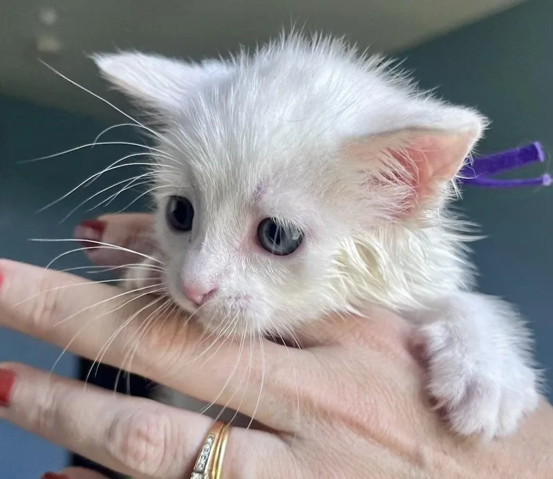 A young medium-sized female White Domestic Short Hair cat named Scallop for adoption in Forest, VA