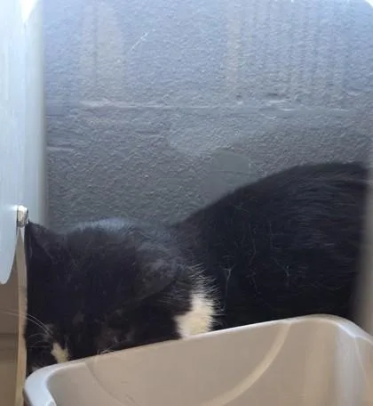 An adult large-sized male Domestic Short Hair cat named Coal for adoption in Edgewood, NM