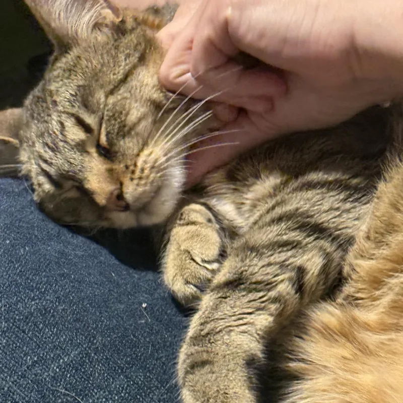 An adult large-sized female Domestic Short Hair cat named Glasgow for adoption in Tulsa, OK