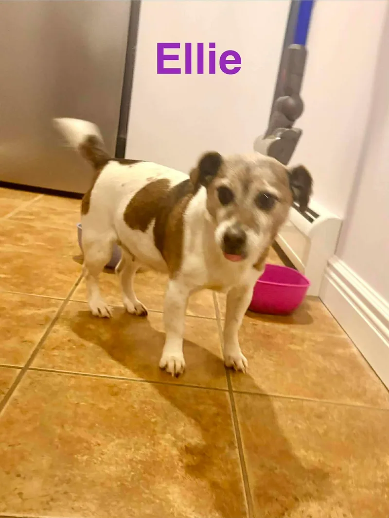 A senior small-sized female White / Cream Jack Russell Terrier dog named Ellie for adoption in Westwood, NJ