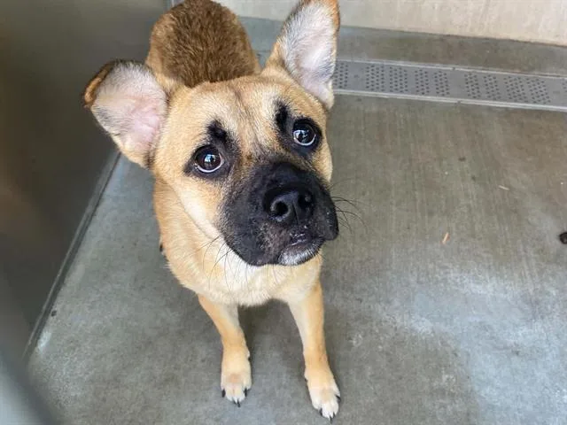 A young small-sized male Pug dog named Voltorb for adoption in Tustin, CA