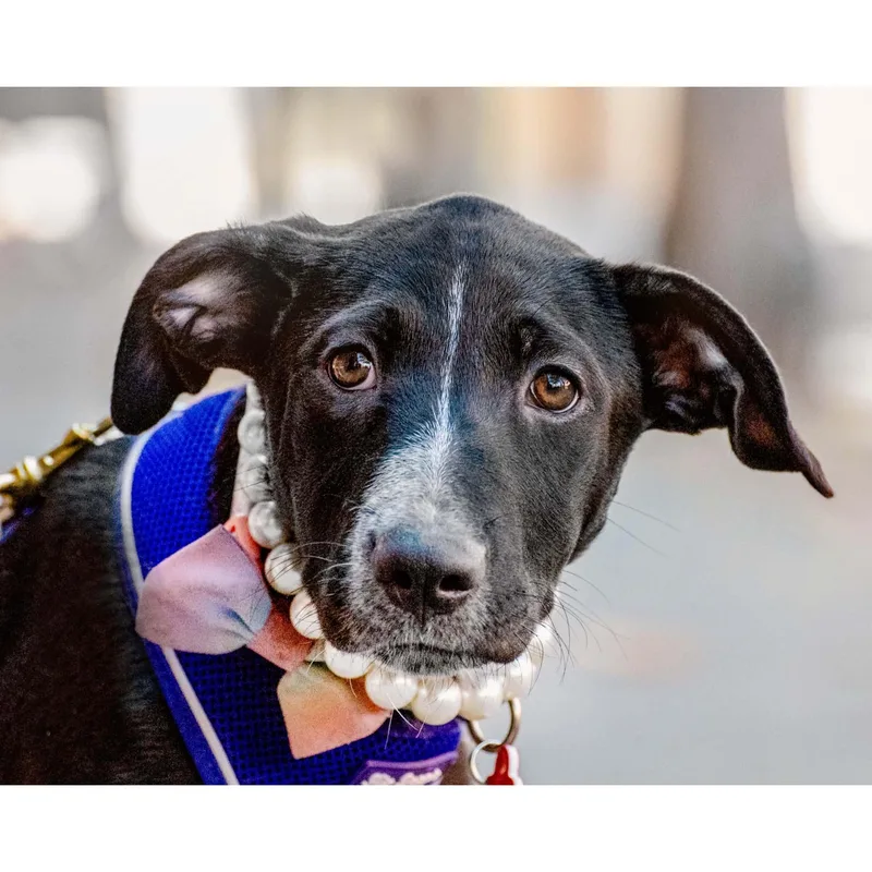 A baby medium-sized female Black Australian Cattle Dog / Blue Heeler dog named Winnie for adoption in Boulder, CO