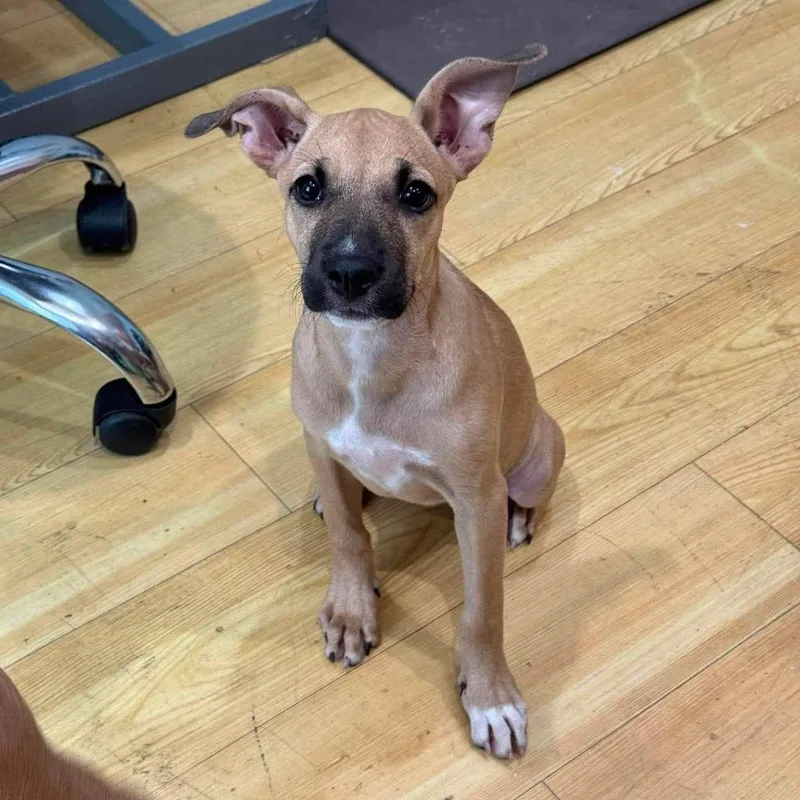 A baby medium-sized female Yellow / Tan / Blond / Fawn Shepherd dog named Poppy for adoption in Seminole, FL