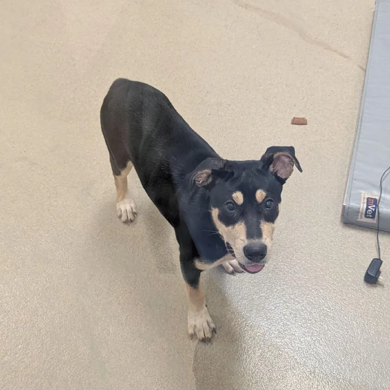 A baby medium-sized female Rottweiler dog named Rosie for adoption in Lynchburg, VA