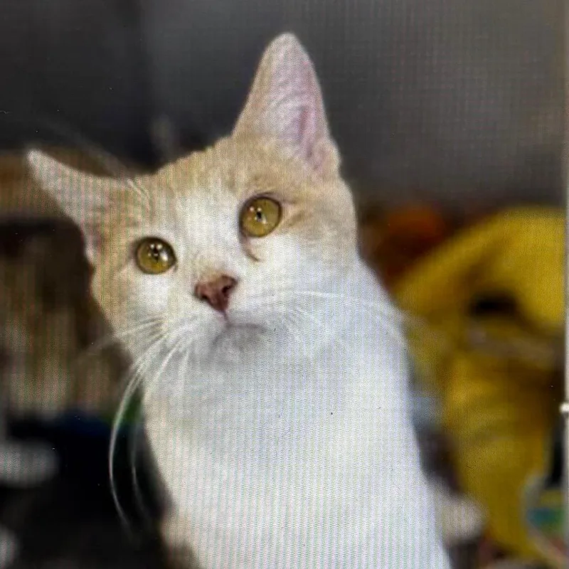A young medium-sized male White Domestic Short Hair cat named Rascal for adoption in Bristol, IN